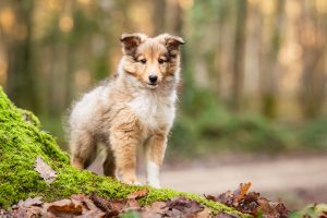 photo chiot shetland