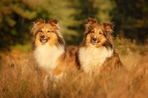 photo chiens shetland