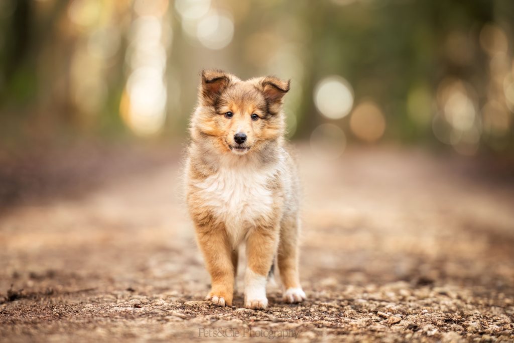 séance photo chiot Dordogne