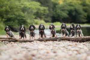 shooting portée de chiots