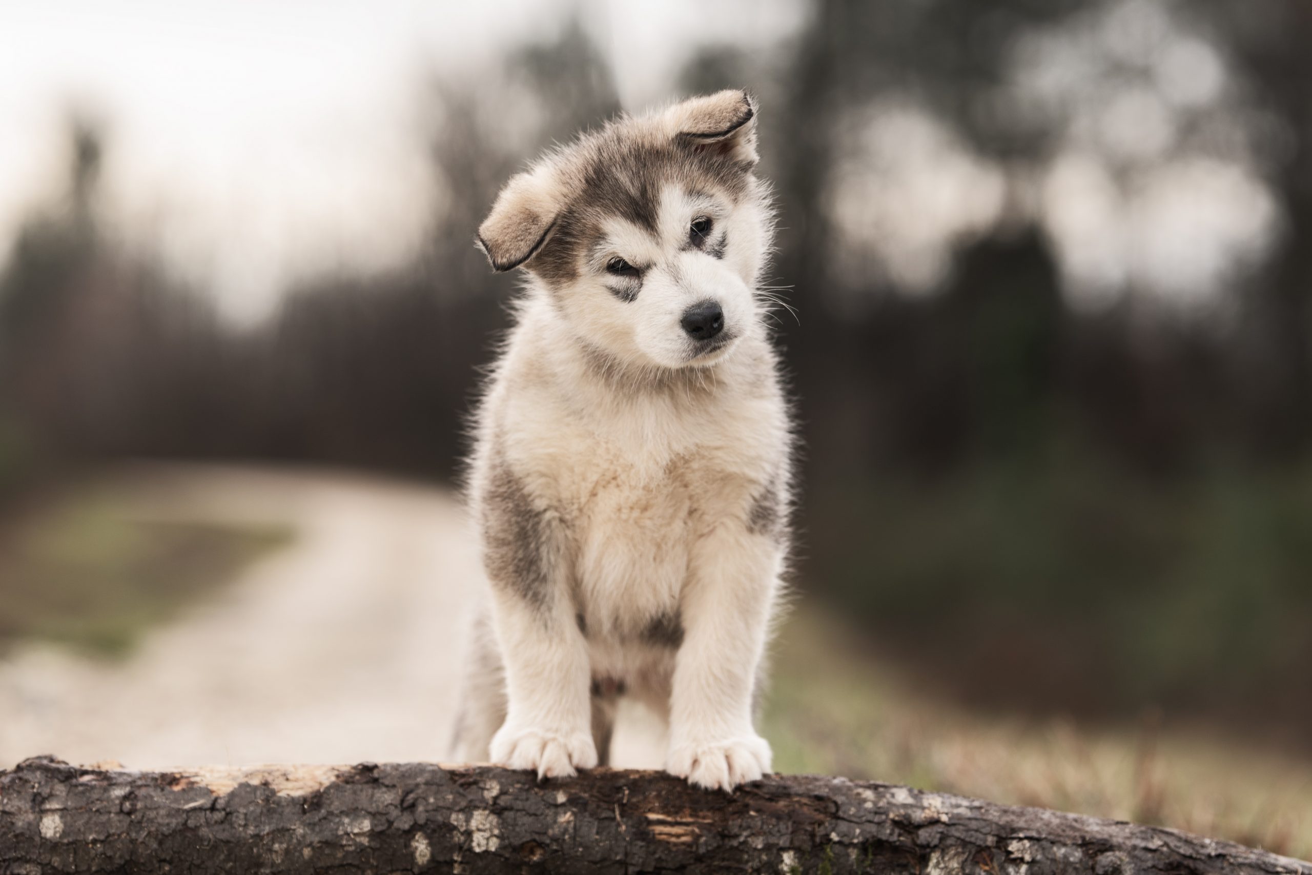séance photo chiots - valorisation d'élevage